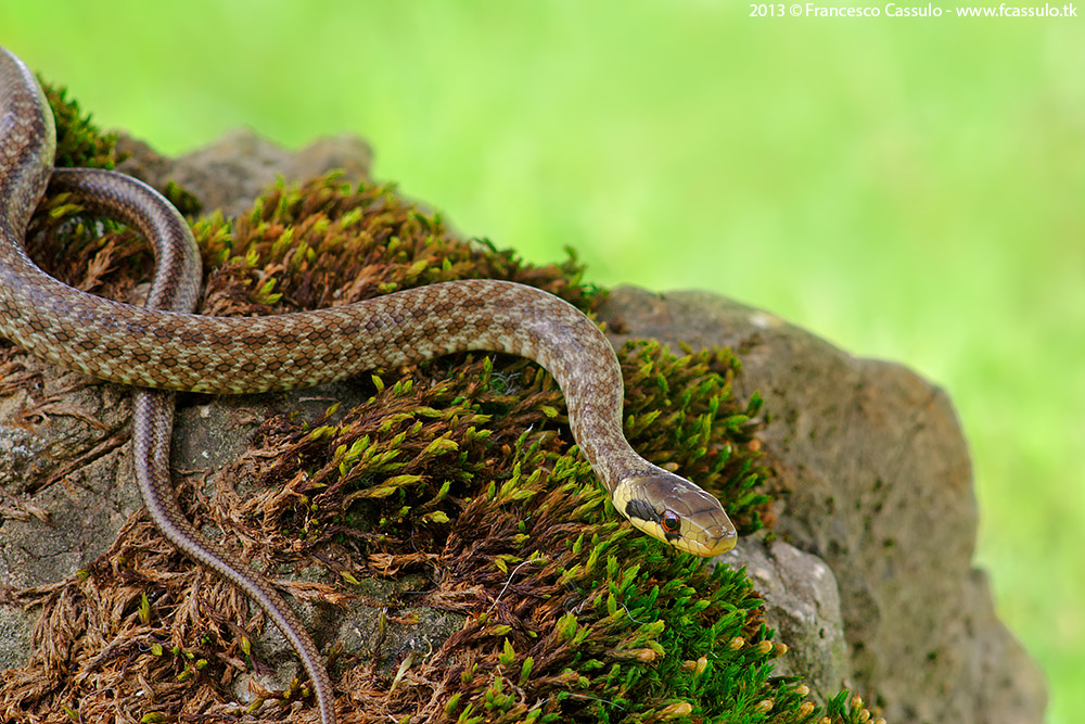 Zamenis longissimus o lineatus ?